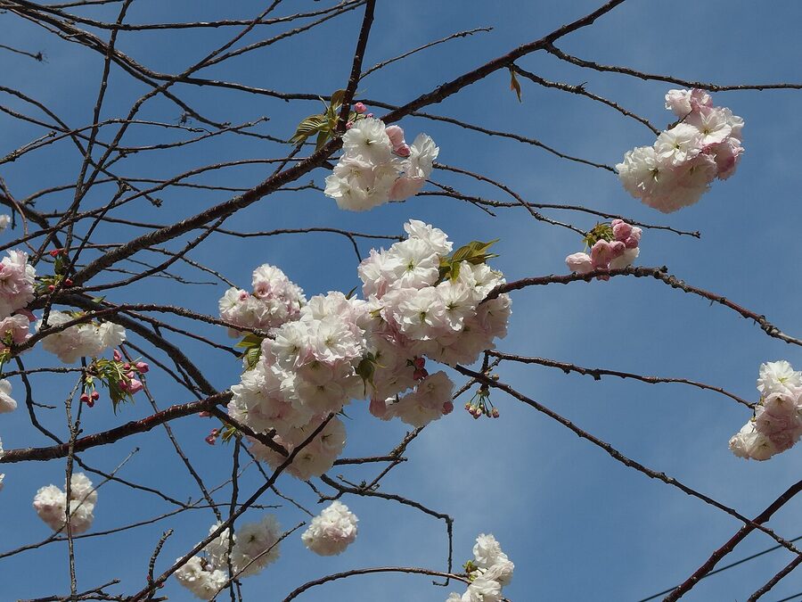 Cherry blossom in Asakusa
