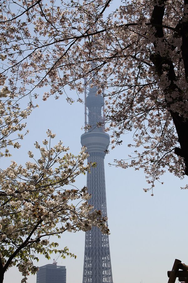 Tokyo Skytree from Sumida Park cherry blossoms