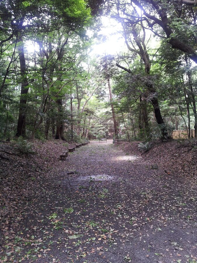 Forest pathway leading to Meiji Jingu Shrine through cypress trees