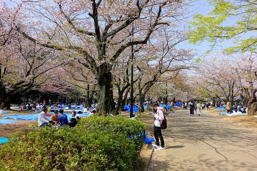 Cherry blossom festival at Yoyogi Park Tokyo