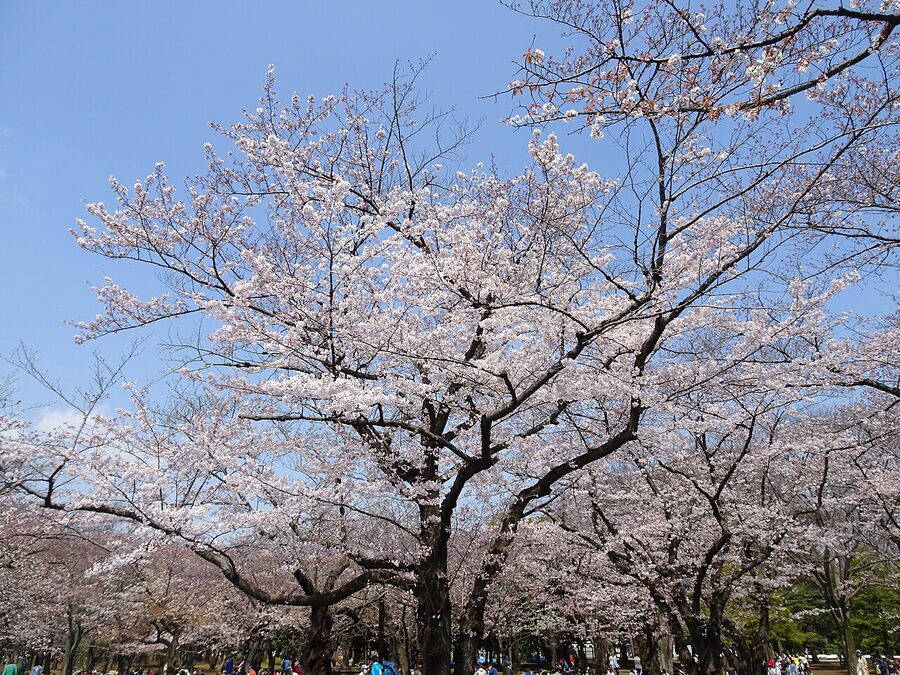 Cherry blossoms at Yoyogi Park Tokyo in spring