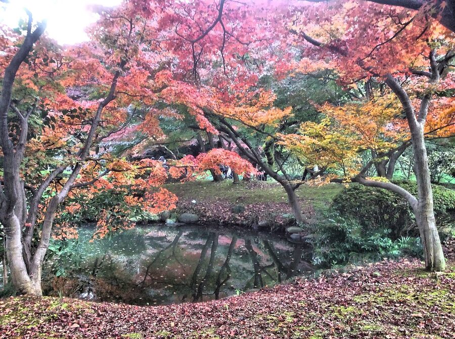 Autumn leaves in Shinjuku Gyoen