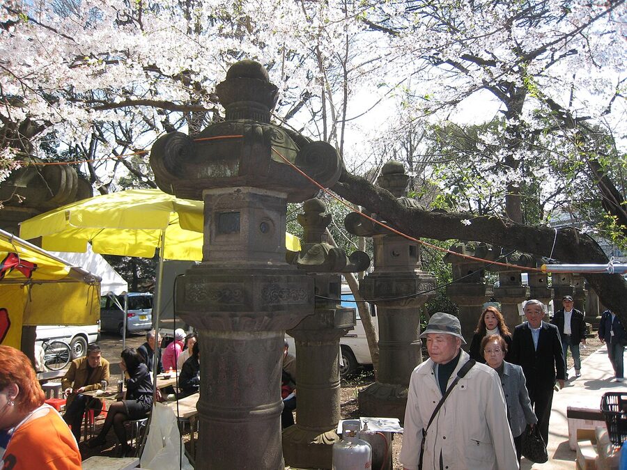 Ueno Park cherry blossoms hanami