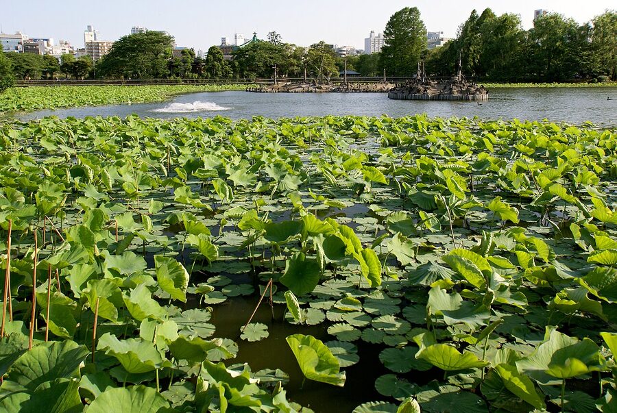 Shinobazu Pond covered in lotus flowers in summer