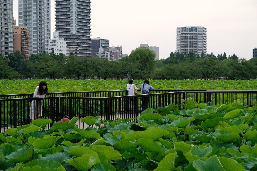 Shinobazu Pond in Ueno Park with Tokyo skyline