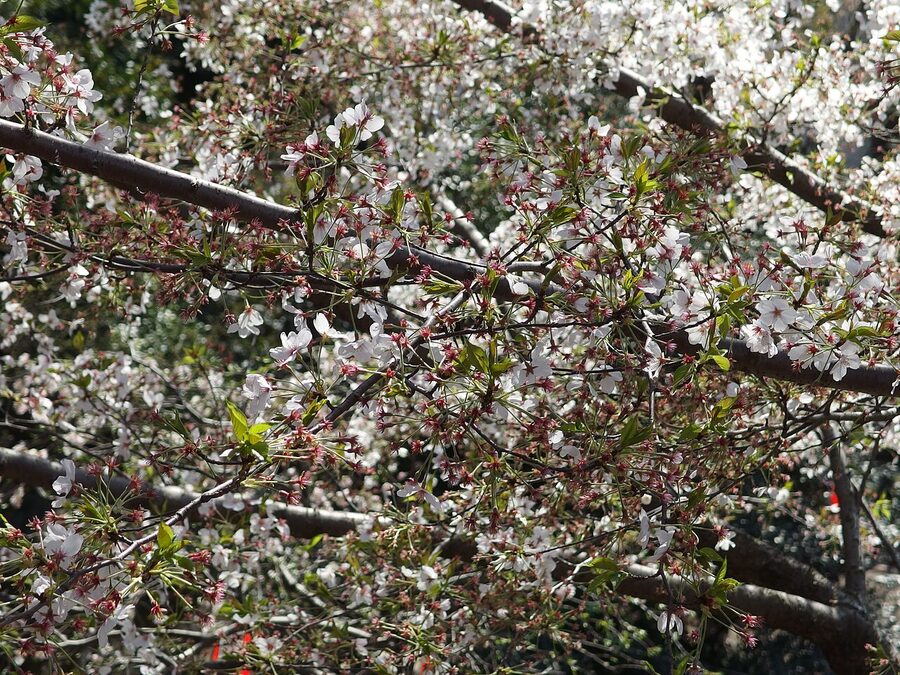 Ueno Park cherry blossom festival crowds and lanterns