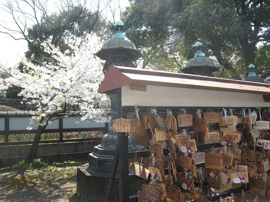 Cherry blossom trees in Ueno Park in spring