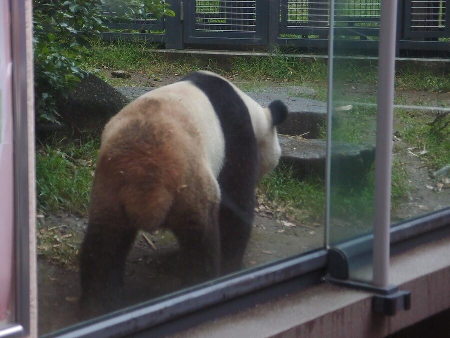 Giant panda at Ueno Zoo