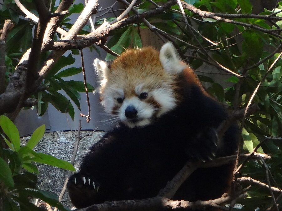 Red panda climbing in Ueno Zoo