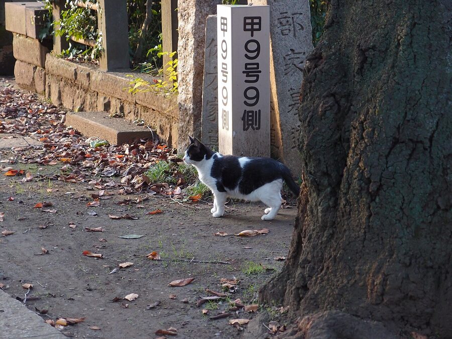 Cat lounging in Yanaka Cemetery Tokyo