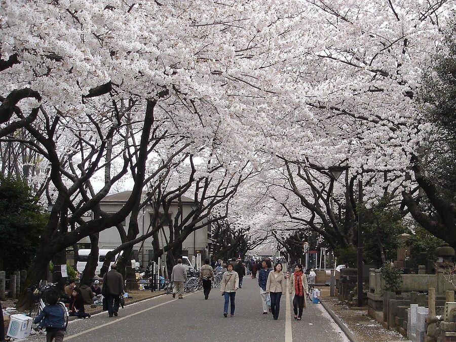 Yanaka Cemetery with old tombstones and cherry trees